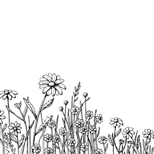 daisy_illustration_1200x1200_retina