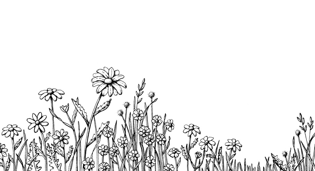 daisy_illustration_2200x1200_retina